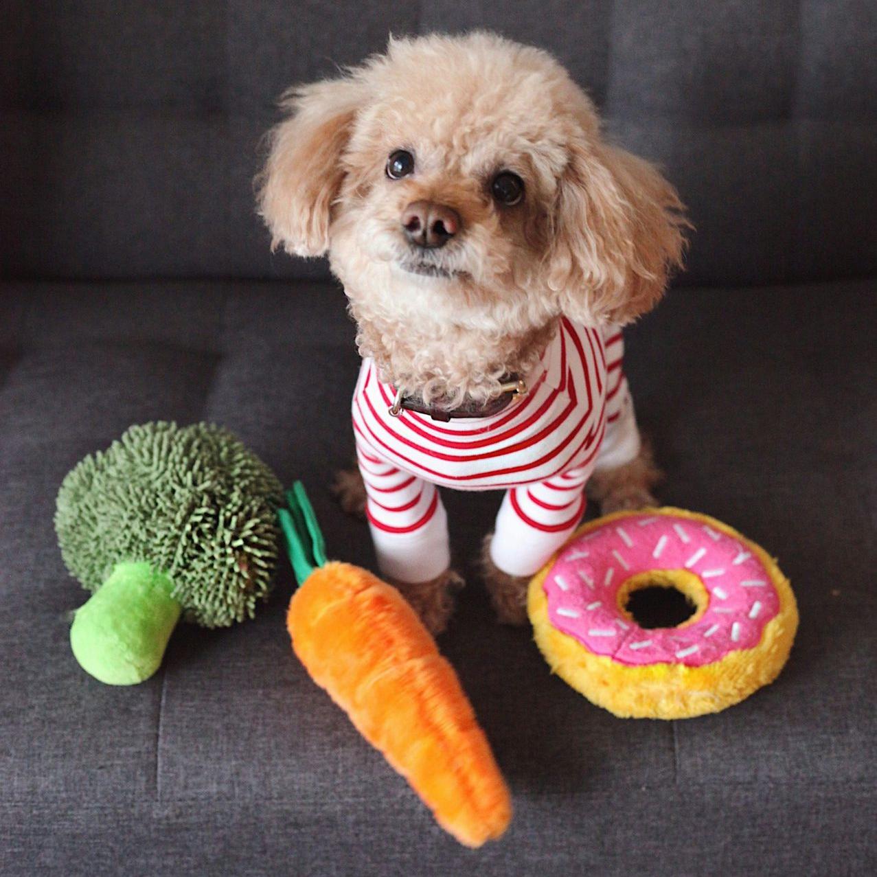 brown toy poodle puppy on sofa